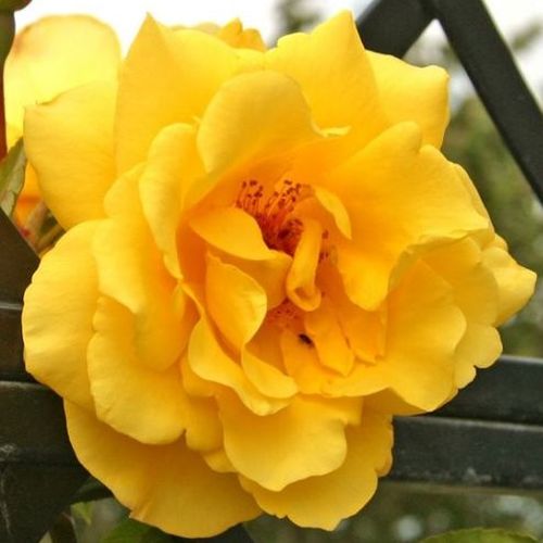 E-commerce, vendita, rose, in, vaso rose climber - giallo - Rosa Golden Gate ® - rosa dal profumo discreto - Tim Hermann Kordes - ,-